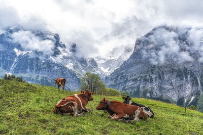 Cows feeding on local grass in grindelwald. switzerland