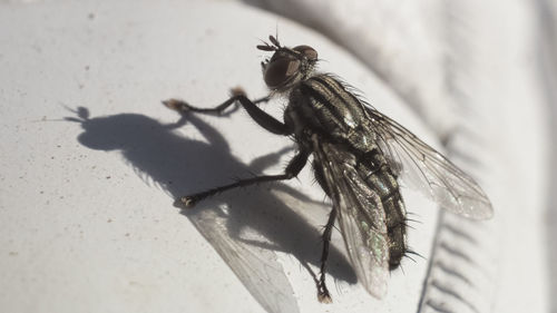 Close-up of fly outdoors