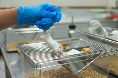 Close-up of person holding rat at laboratory