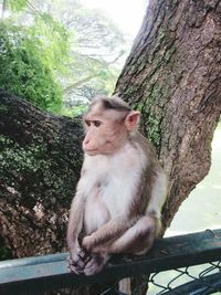 Monkey sitting on tree trunk