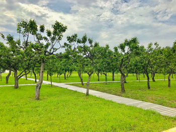 Trees on field against sky