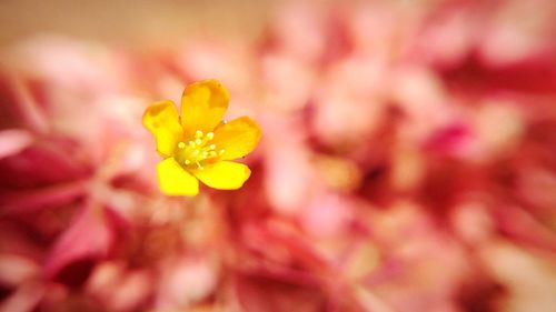 Close-up of yellow flower blooming outdoors