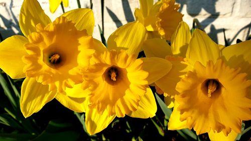 Close-up of yellow daffodil