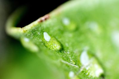 Close-up of water drops on grass