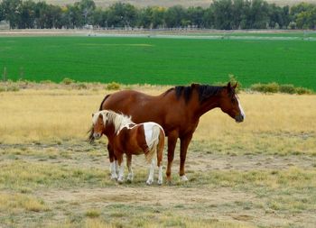 Cows standing on field