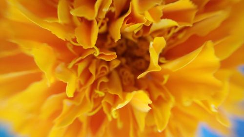 Macro shot of yellow flower