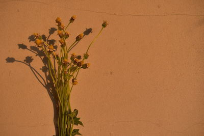 Close-up of flowering plant against wall