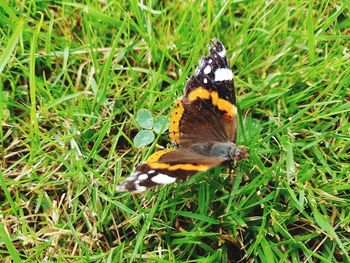 High angle view of butterfly on grass