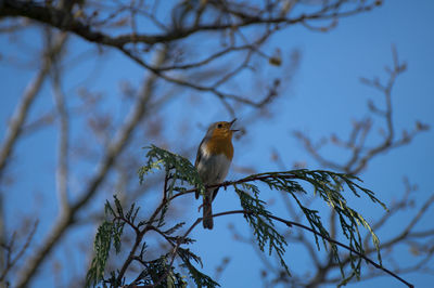 Low angle view of bird perching on branch