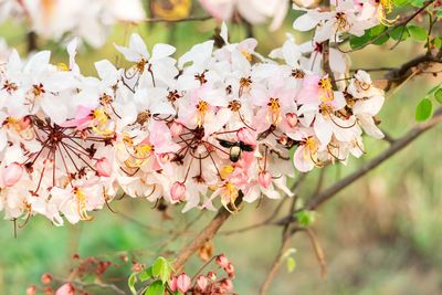 Close-up of pink cherry blossom tree