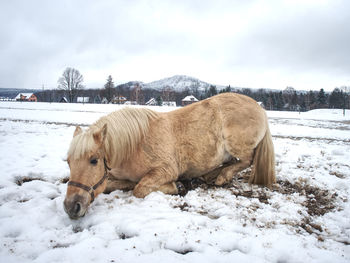 Isabella horse enjoy first snow on field. horse find place for rolling in muddy fresh snow