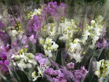 Purple flowers blooming outdoors