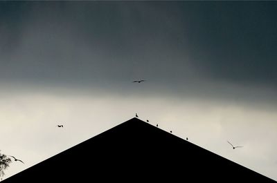 Low angle view of bird flying against sky