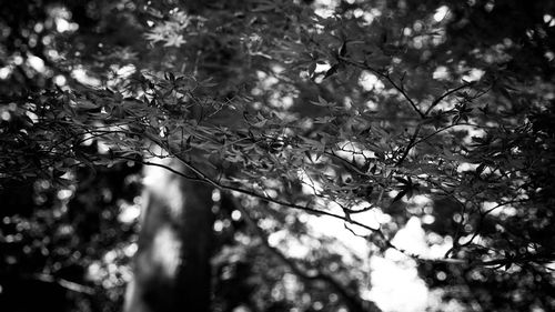 Close-up of tree branches against blurred background