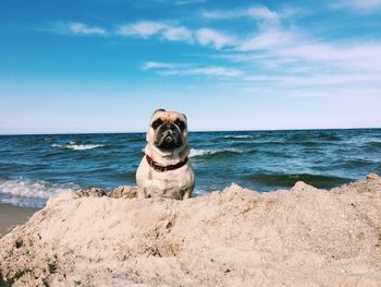 Portrait of pug at beach against sky