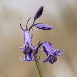 Close-up of purple flower blooming against blue sky