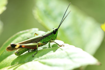 Grasshoppers are on leaves in nature.