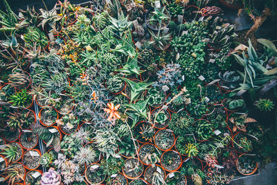 Directly above shot of various potted succulent plants in greenhouse