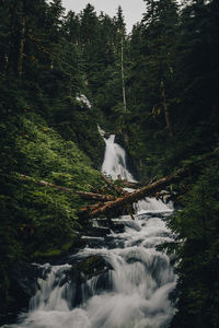 Low angle view of waterfall in forest