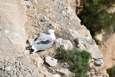 Close-up of seagull perching on rock