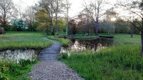 Footpath leading towards trees