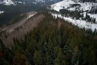 High angle view of pine trees during winter