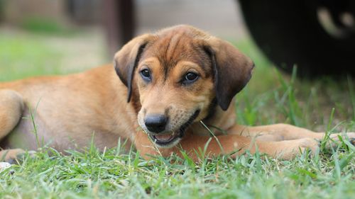 Portrait of dog relaxing on field