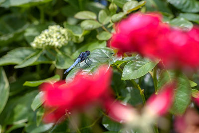 Close-up of insect on red flower