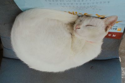 High angle view of cat sleeping