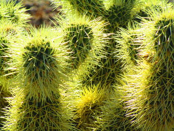 Full frame shot of cactus