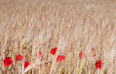 Close-up of wheat growing on field