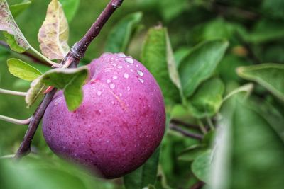 A crisp wet bright red apple ready for picking.