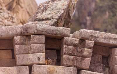 Rabbit in between stone wall at machu picchu
