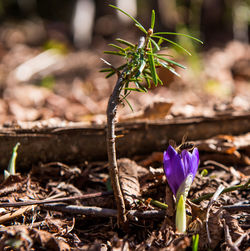 Close-up of purple crocus flowers on field