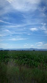 Scenic view of landscape against clear sky