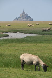 Sheep grazing in a field