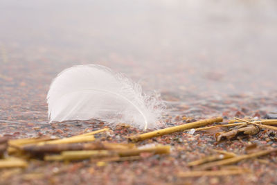 Close-up of feather on land