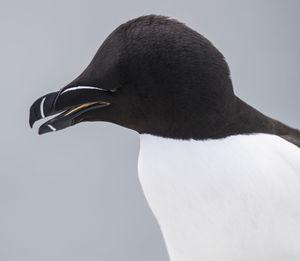 Close-up of bird