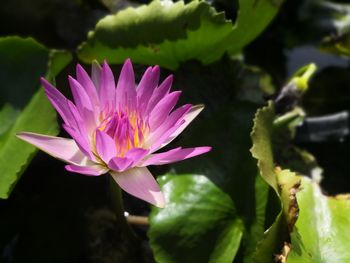 Close-up of pink water lily