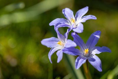 Close-up of purple flowering plant