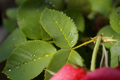 Close-up of wet plant