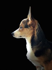 Close-up of dog over black background