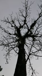 Low angle view of silhouette tree against sky