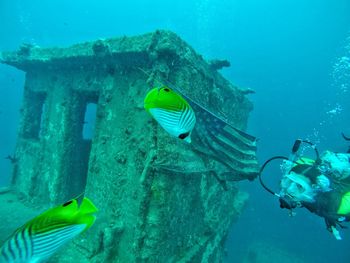 Man scuba diving by american flag on shipwreck with fish in sea