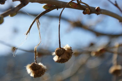 Close-up of plant against blurred background