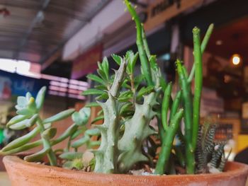 Close-up of potted plant