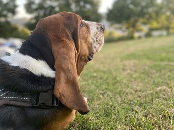 Close-up of dog-blues looking to the future