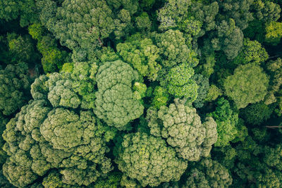 Full frame shot of green leaves