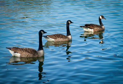 Mallard ducks swimming in lake