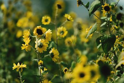 Close-up of yellow flowering plant